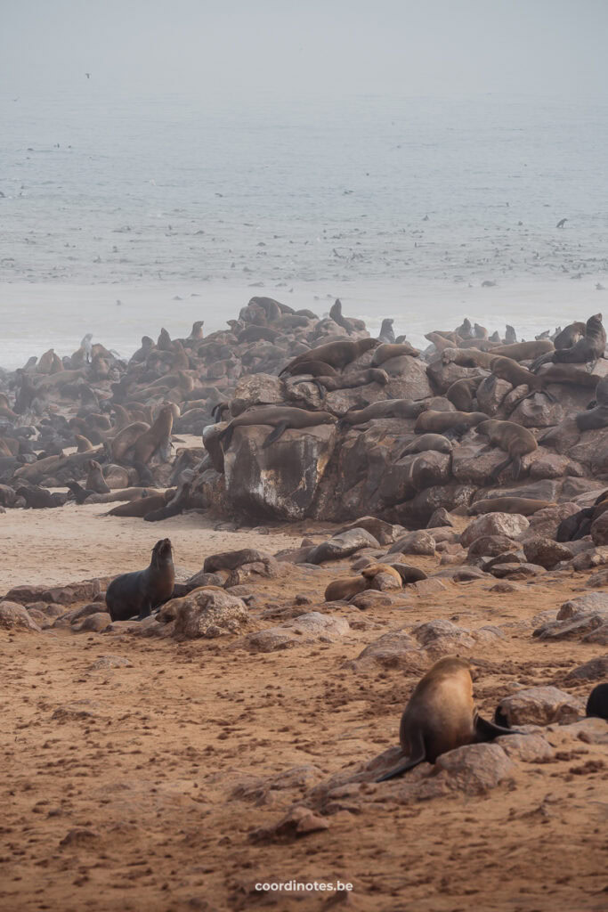 Seal colony in the nature reserve of Cape Cross
