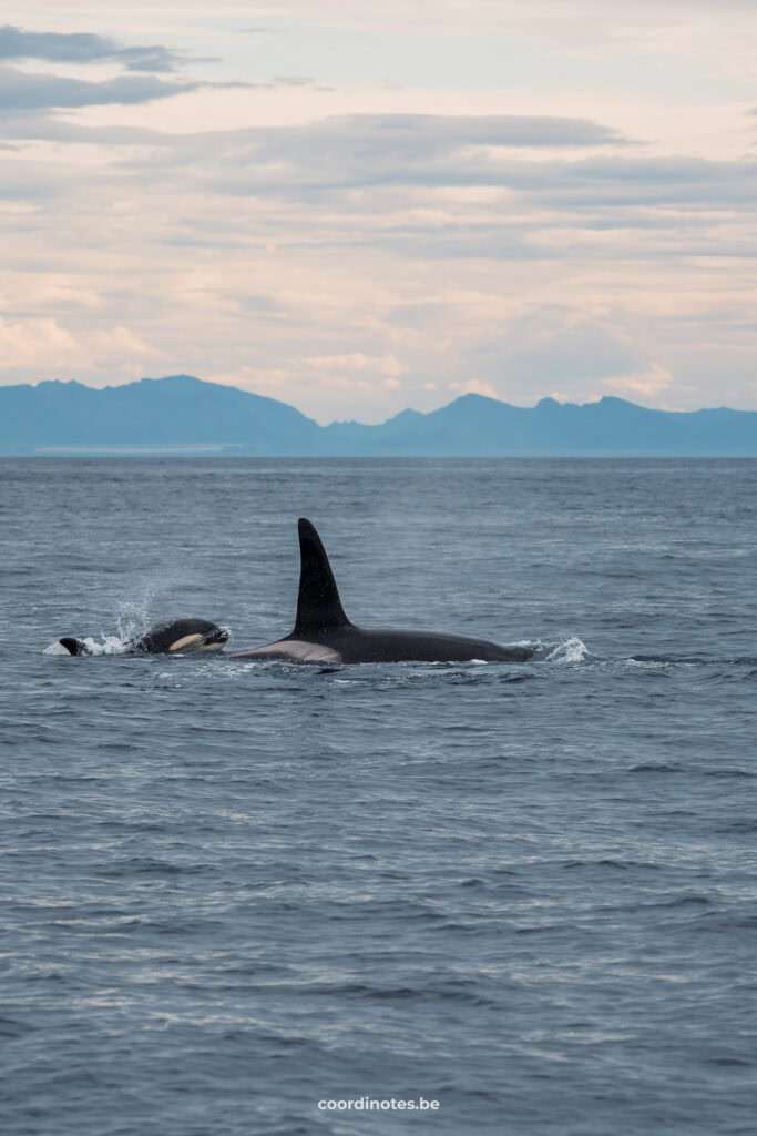 Een volwassen orka met een baby orka in de zee in Andenes, Lofoten