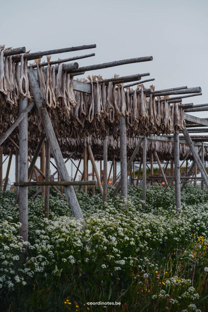 Vissen die te drogen hangen op een visdroogrek op Rost eiland in Noorwegen