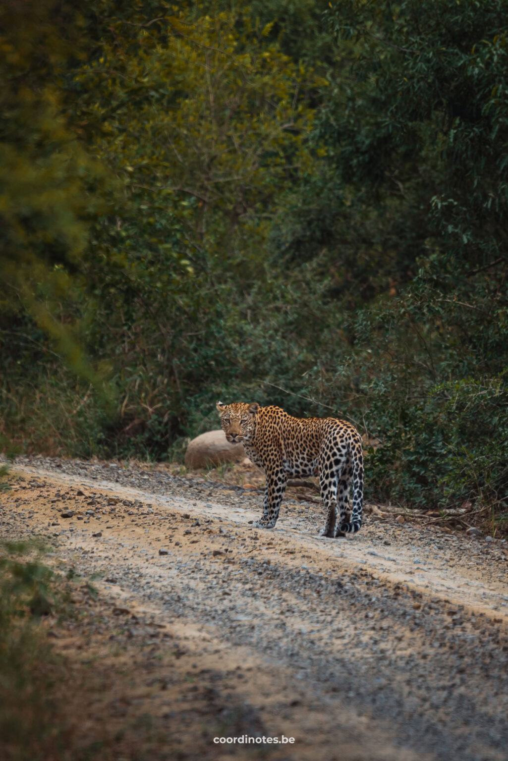 Een luipaard op de weg in Hluhluwe National park