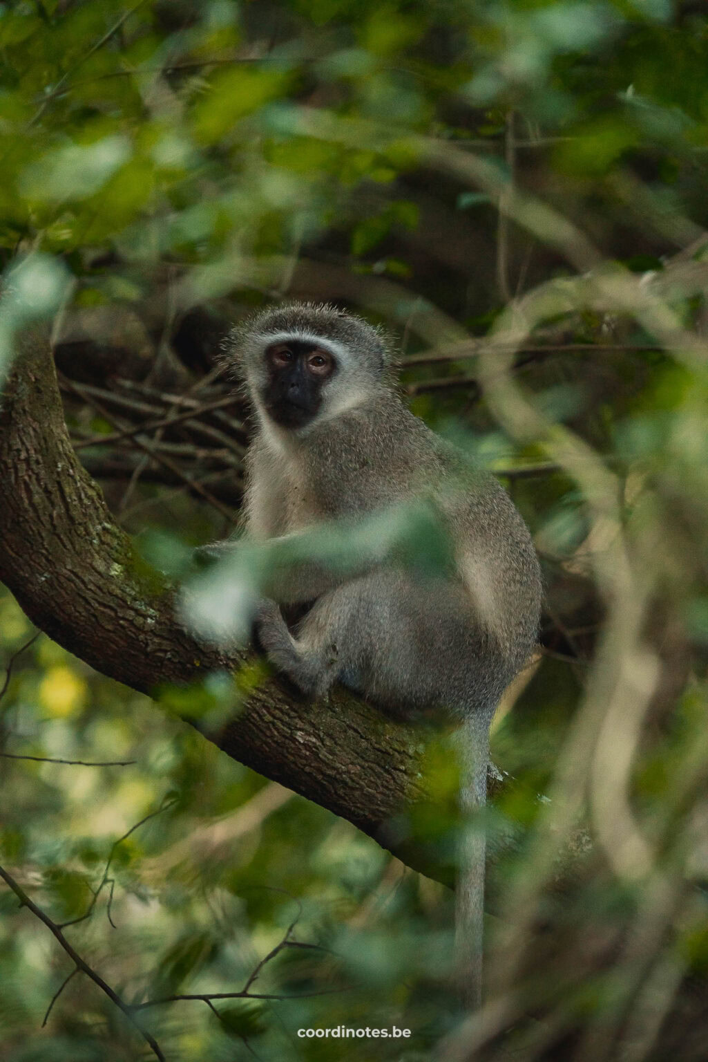 Een aapje in de bomen in St Lucia