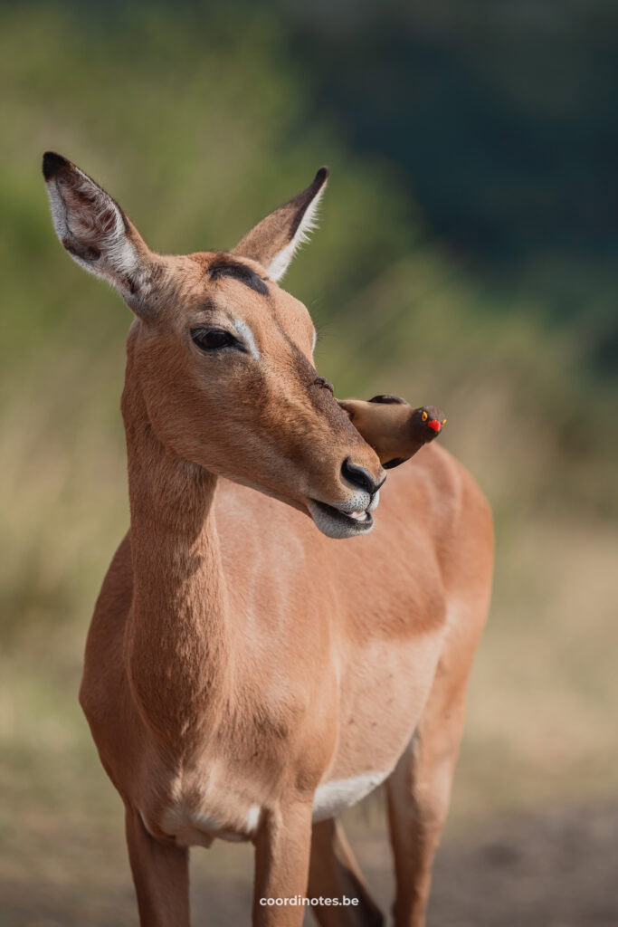 An Impala with a red-billed oxpecker bird on his nose in Hluhluwe National park