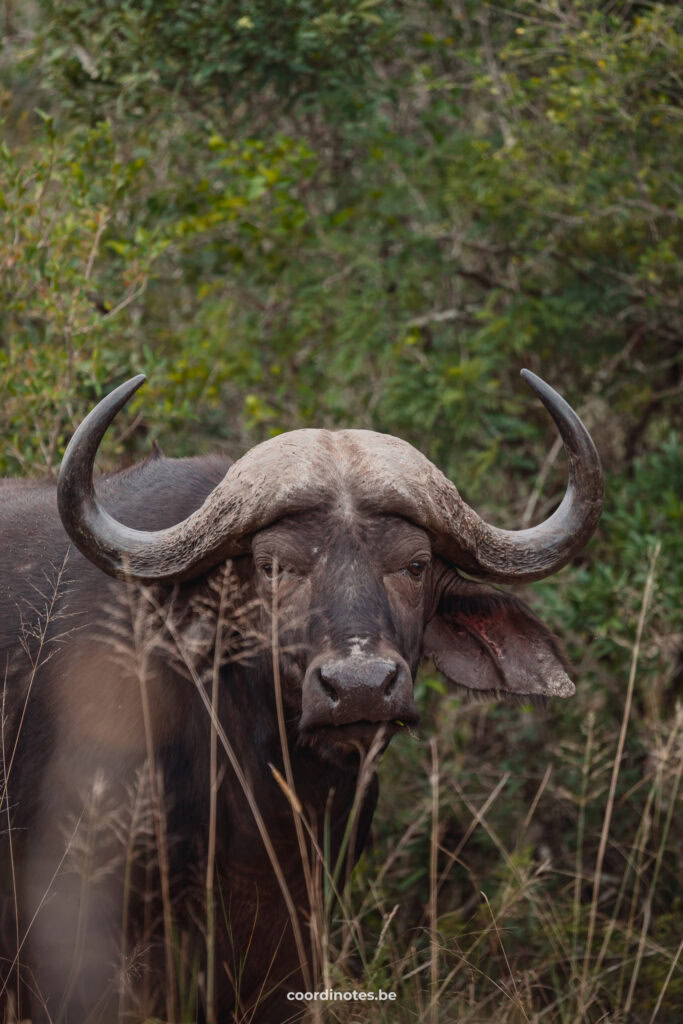 Een buffel in Hluhluwe National park