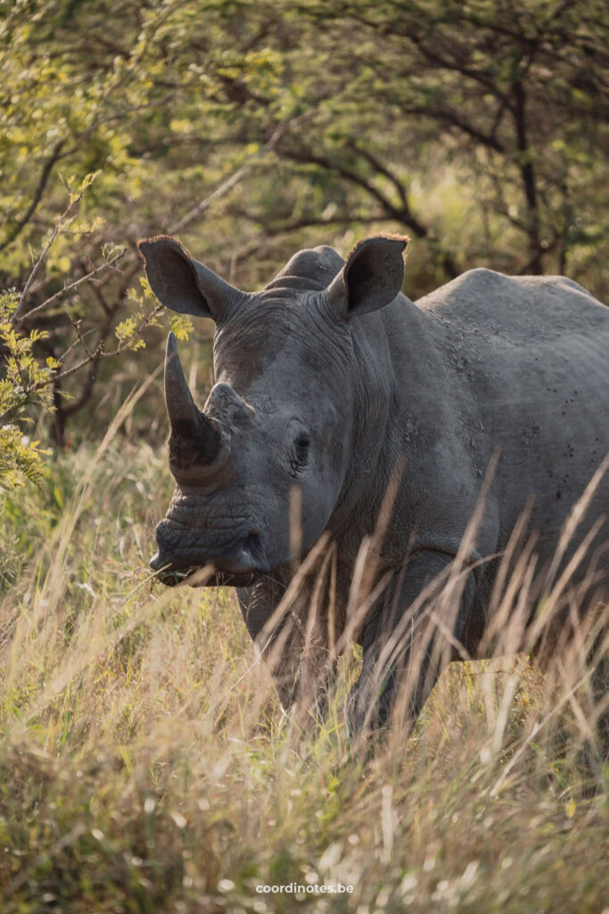 A White rhino in the high grass in Hluhluwe National park