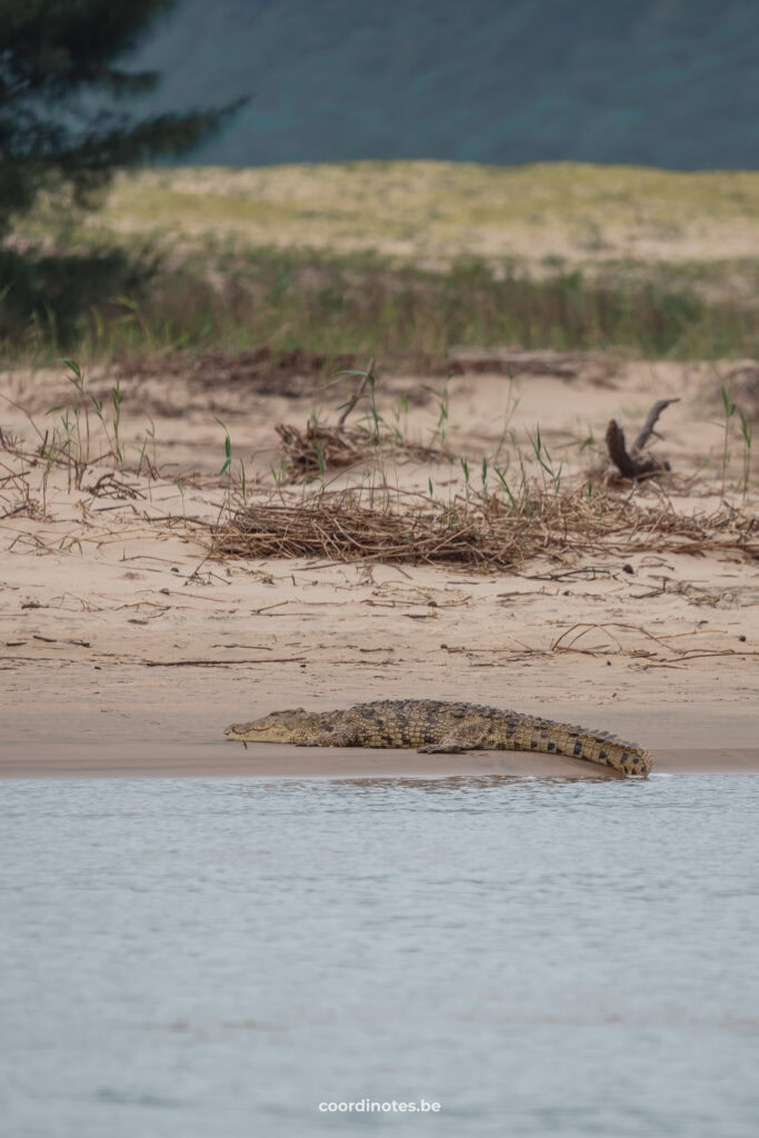 Big crocodile laying on the beach right next to the water in St Lucia