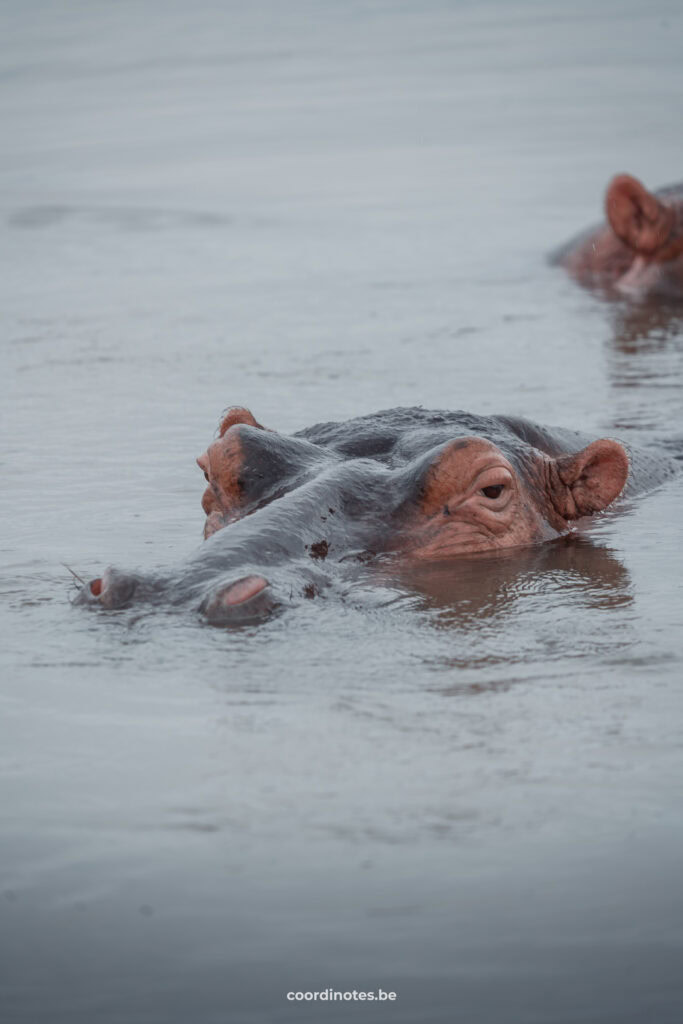 Een nijlpaard met zijn hoofd net boven water in St Lucia