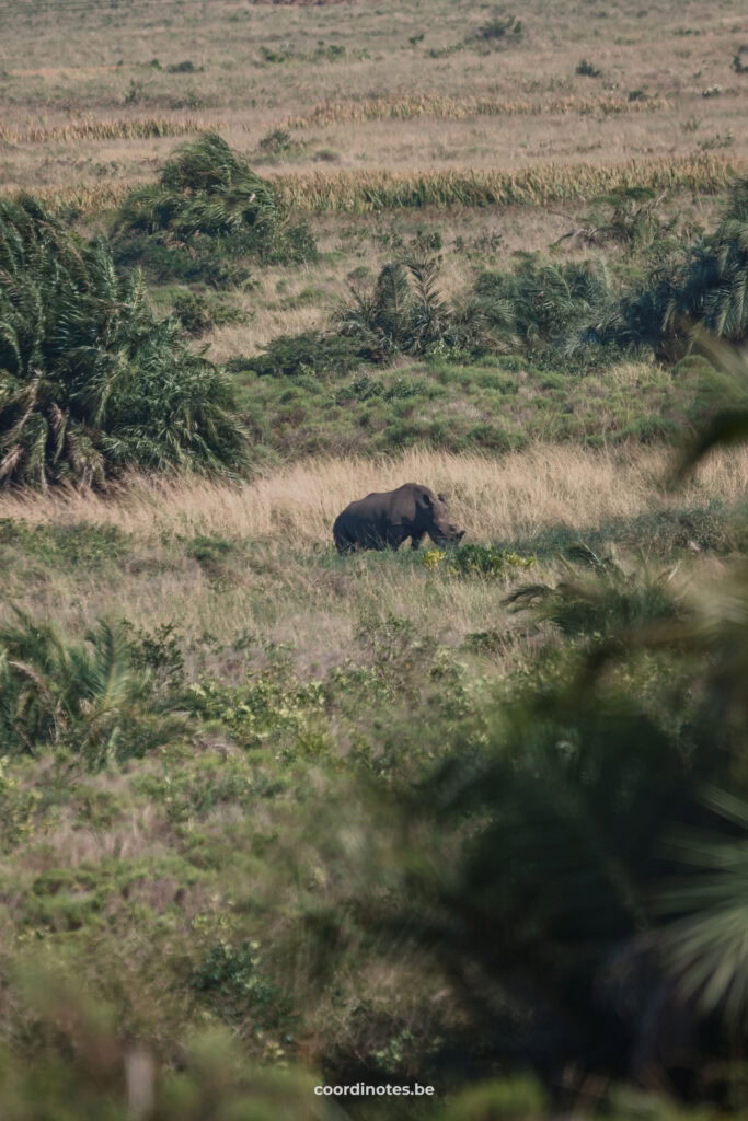 A Rhino in the distance surrounded by the vegetation in iSimangaliso Wetland Park